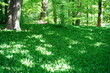 Schlosspark Tegel, sonnige grüne Waldlandschaft mit vielen Maiglöckchen