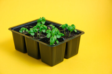 Wall Mural - young basil sprouts in a pot on a yellow background close-up