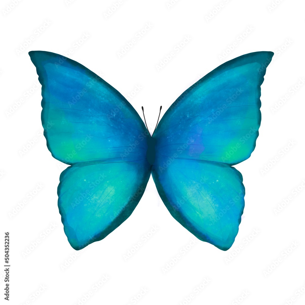 Illustration Stock モルフォ蝶・青い蝶の水彩イラスト | Adobe Stock