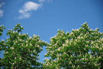 Wall Mural - the crown of a flowering chestnut tree against a blue sky