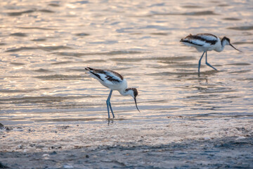 Water bird pied avocet, Recurvirostra avosetta, feeding in the lake. The pied avocet is a large black and white wader with long, upturned beak