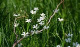 Fototapeta Fototapeta z dmuchawcami na ścianę - Wiosna i kwiaty 