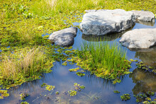 Pond Lake Green Swamp Fresh Nature Shallow Water Flood Area With Aquatic Plants Grass Good Ecology