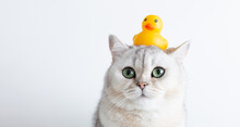 Funny White Cat With A Yellow Rubber Duck On His Head, On A White Background.