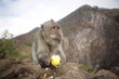 Małpka na tle wulkanu na Bali w Indonezji