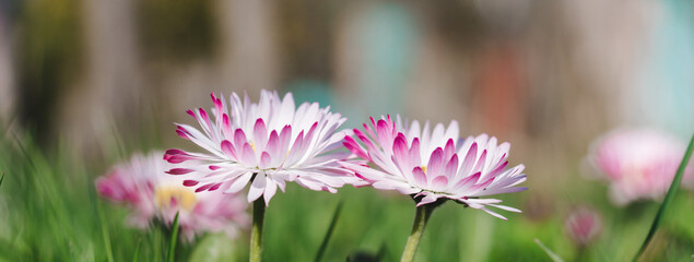 Panorama of two stems of daisies with flowers in the green grass. Daisy ( Bellis perennis) head on a green blurred background. Close side view