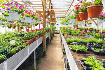 Fotomurales - Greenhouse full of potted colorful flowers