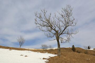 Wall Mural - leafless trees in spring mountains