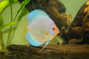 Wall Mural - Portrait eines schönen farbigen Diskus Diskusbuntbarsch in einem Schwarzwasser Aquarium.
