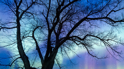 Aufkleber - Beautiful landscape with lone tree, 
Aurora Borealis in the background 