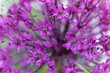 FU 2021-05-25 Blume 19 Blüte einer Zierzwiebel