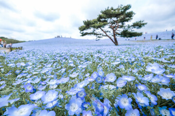 茨城県ひたちなか市のネモフィラ畑