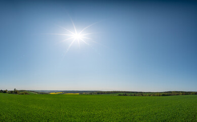 Poster - panorama of a green field on a summer sunny day