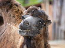 Portrait Of A Camel With A Straw In Its Mouth