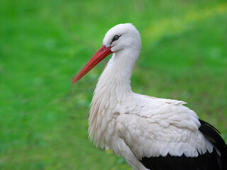 Poster - portrait of a stork in the wild on a green background