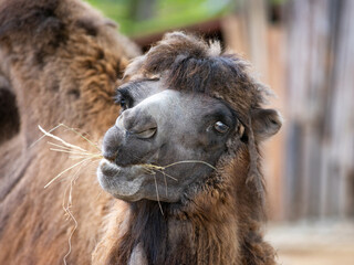 Canvas Print - portrait of a camel with a straw in its mouth