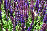 Fototapeta Lawenda - Closeup purple flowers (salvia officinalis) in the garden