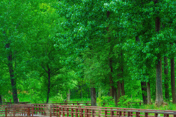 Wall Mural - trees in the park