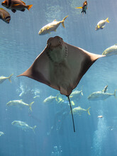 Low Angle View Of A Stingray Swimming In An Aquarium With A Diver In Background