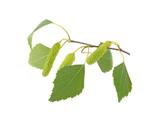 Wall Mural - Green birch buds and leaves isolated on white background