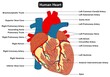 Human exterior heart muscle anatomy infographic diagram for physiology medical science education arteries and veins circulatory system aorta ventricle atrium 3d cartoon vector drawing structure parts