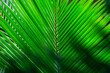 © Victoria Kvitka - Palm leaf texture