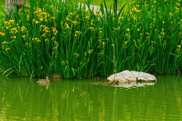 Poster - The mother wild duck led the young birds on the lake next to the flowers