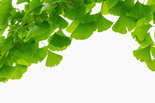 Green Ginkgo Tree Leaf Background