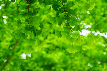 Wall Mural - Green ginkgo tree leaf background