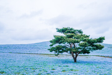 茨城県ひたちなか市のネモフィラ畑