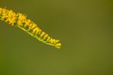 Fototapeta  - Nawłoć kanadyjska (Solidago canadensis L.) kwitnąca gałązka rośliny z rodziny astrowatych, jasno zielony bokeh.