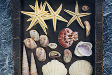 Sea Shells And Other Sea Treasures In A Wooden Box