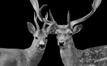 Two Long Antlers Deer Face On The Black Background
