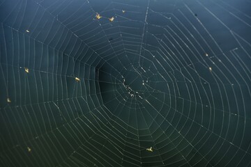 spider on web