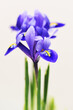 Bouquet of violet iris