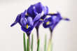 fresh iris violet