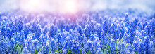 Beautiful Blue-purple Muscari Flowers On Spring Meadow, Floral Abstract Sunny Natural Background. Spring Blossom Season. Gentle Artistic  Fantasy Nature Image. Banner