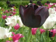 czarny tulipan w zbliżeniu
