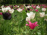 Fototapeta Tulipany - kolorowe tulipany w ogrodzie