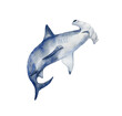 Hammerhead watercolor shark. Underwater world.