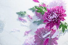 Pink And Purple Chrysanthemum In Raindrops On White Background