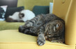 Chats endormis sur un fauteuil et canapé	