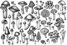 Forest Mushrooms Vintage Vector Illustrations Collection. Black And White Mushrooms, Fly Agaric, Blewit, Etc.