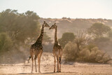 Fototapeta Sawanna - Two Giraffes early morning in dry land  in Kgalagadi transfrontier park, South Africa ; Specie Giraffa camelopardalis family of Giraffidae