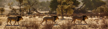 African Lion Male Walking In Sand Dune At Sunrise  In Kgalagadi Transfrontier Park, South Africa; Specie Panthera Leo Family Of Felidae