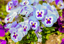 Close Up Of Two-tone Blue With Purple Viola Flowers On Flowerbed In Garden