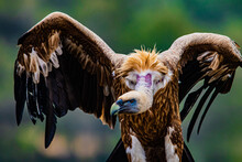 Portrait Of A Vulture Close Up