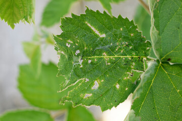 A black aphid has attacked the leaves of a blackberry bush.