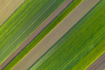 Wall Mural - Aerial view with agriculture fields of wheat plants. One agriculture fields with agricultural plant. Beautiful and geometric agriculture landscape texture. Green and yellow color great for background.