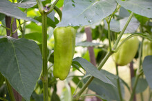 Crop Of Green Peppers In Garden Bed In A Greenhouse